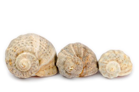 Three shells arranged horizontally on a white background