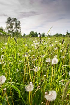 Evening in the summer field with dandelion