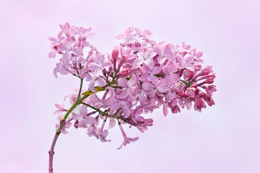 Lilac flowers on the soft purple background