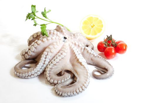 Octopus on a white background