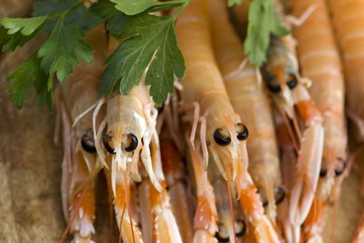 Close up of fresh scampi