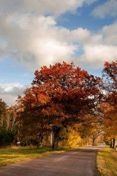 Rural road through the autumn tree alley