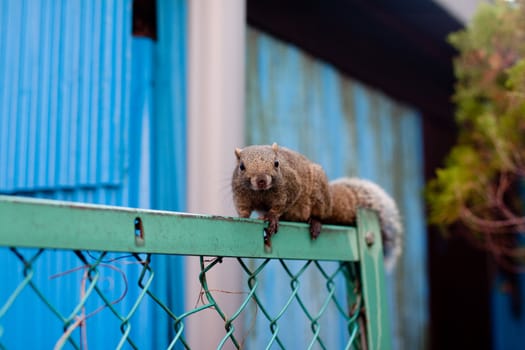A squirrel on a green fence
