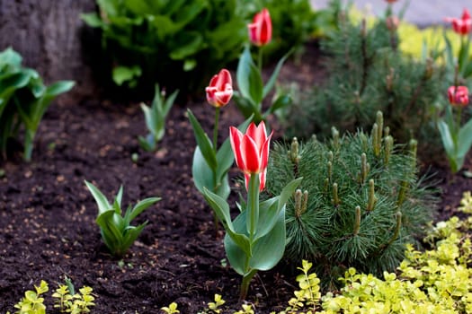 Red tulips and geen plants in flowerbed
