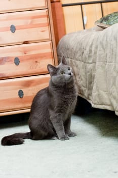 A gray cat sitting on the floor near bed
