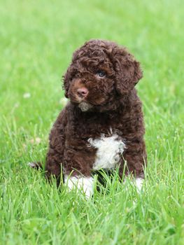 Funny Romagna Water Dog Puppy on the green grass