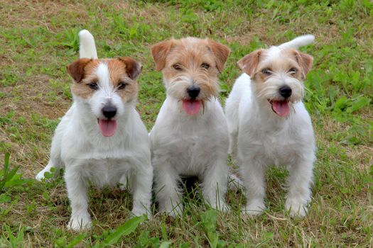 Group of funny three Jack Russell Terriers