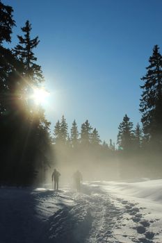 Cross country skiing people between big fir trees and into the fog by beautiful winter day