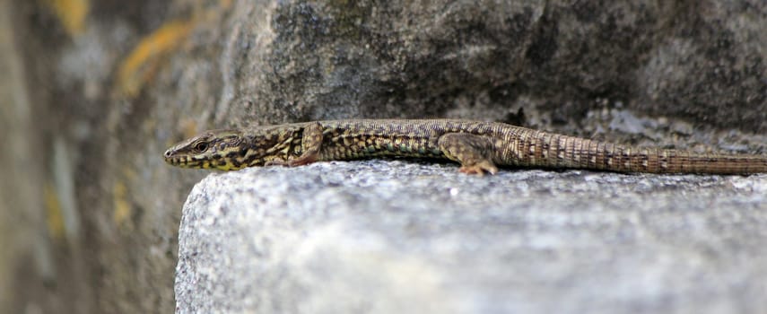 Lizard on a wall hiding behind a stone