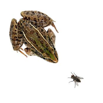 Studio shot of  a Southern Leopard Frog (Rana sphenocephala) and a house fly on a solid white background. Leopard frogs are found in North America as well as northern Mexico. The population of these frogs has declined in recent years due to pollution and deforestation.
