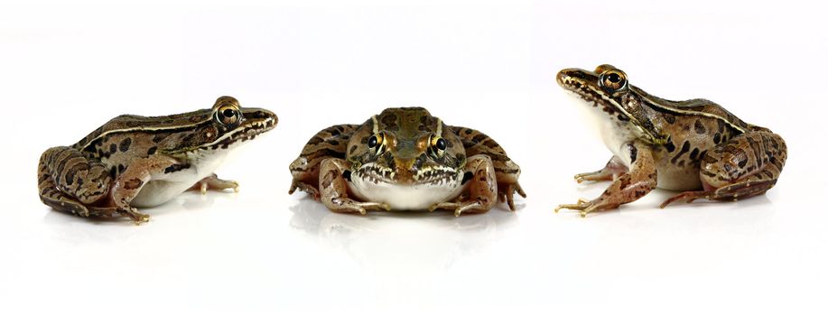 Studio shots of  Southern Leopard Frogs (Rana sphenocephala) on solid white backgrounds. Each frog was individually shot and placed in the same file to give the idea that the frogs were playing a game of leap frog. Leopard frogs are found in North America as well as northern Mexico. The population of these frogs has declined in recent years due to pollution and deforestation.