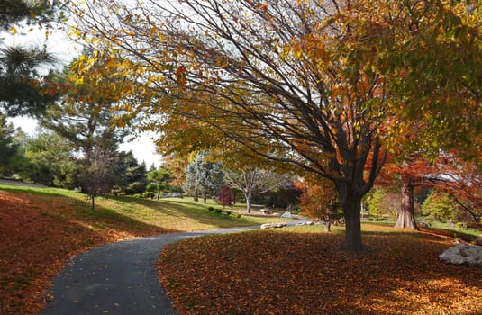 Fall colors shine throughout a pathway in a park.