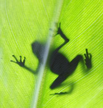 A macro shot of a Posion Dart Frog backlit on a tropical leaf.