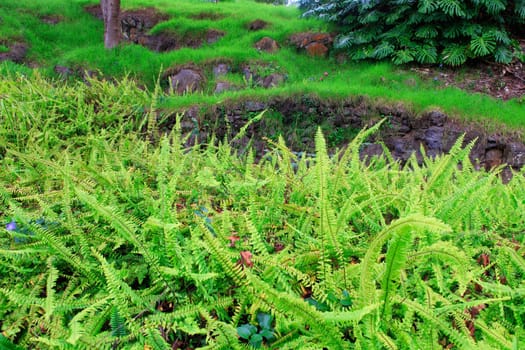 Bright green grass in tropical garden. Kula. Maui. Hawaii.