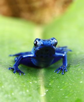 A macro shot of a Blue Poison Dart Frog (Dendrobates Azureus) on a dew covered leaf. This frog is found in the forests surrounded by the Sipaliwini Savannah located in southern Suriname and Brazil. 