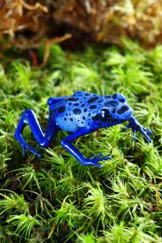 A macro shot of a Blue Poison Dart Frog (Dendrobates Azureus) on a mossy jungle floor. This frog is found in the forests surrounded by the Sipaliwini Savannah located in southern Suriname and Brazil. 