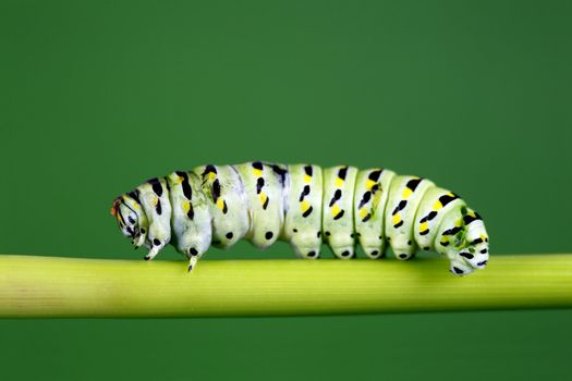 A macro shot of a caterpillar (swallowtail butterfly larva) walking along a plant stem.