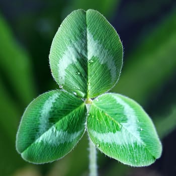 A macro shot of a single clover.