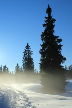 Little fog between fir trees by beautiful winter blue day