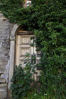 Double doors covered with ivy