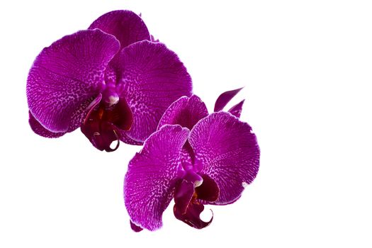 Pink orchid flowers isolated on white background