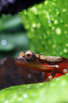 A macro shot of a clown tree frog (Dendropsophus Leucophyllatus) in its tropical surrounding. These tiny little frogs inhabit areas around bodies of water in the Amazon Basin, from Peru east through Brazil and the surrounding countries. 