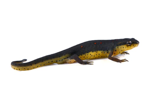 A macro studio shot of a eastern newt (Notophthalmus viridescens) on a solid white background. Eastern Newst dwell in eastern North American in wet forests with small lakes or ponds.