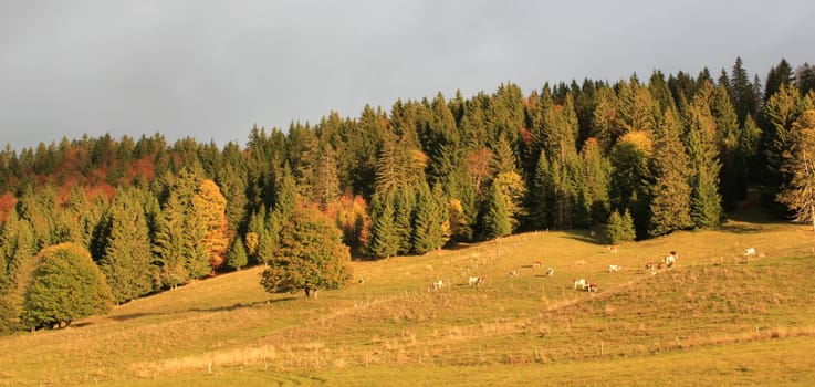 Beautiful colorful autumn landscape with a herd of cows by sunset