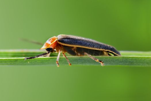 A macro shot of a firefly (photinus lucicrescens) on a single blade of grass with a nice green background for copy space.