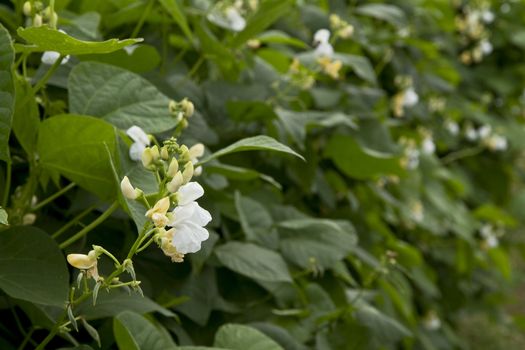 Bean plants growing on the farm