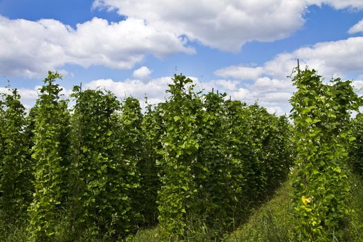 Bean plants growing on the farm