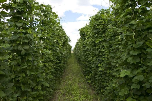 Bean plants growing on the farm