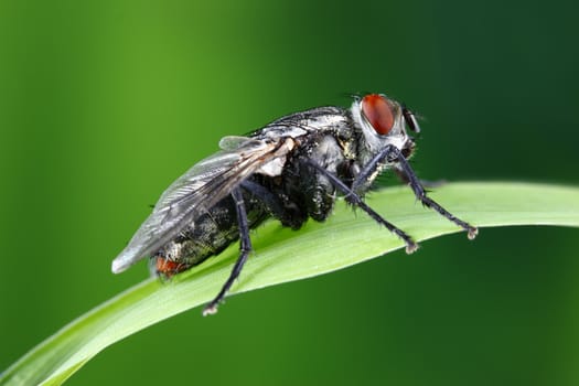 A macro shot of a housefly on a blade of grass.