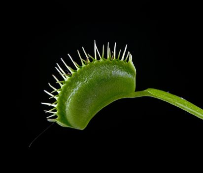 A macro shot of a Venus Flytrap (Dionaea Muscipula) with its jaws closed after capturing a small cricket. The legs and antenna of the cricket are seen sticking out. Shot taken against a solid black background.