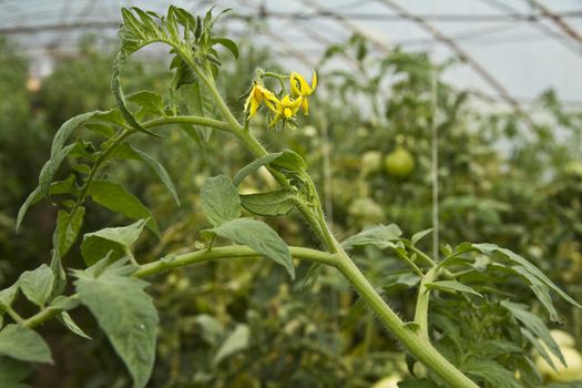 Tomato plant with flowers in greenhouse