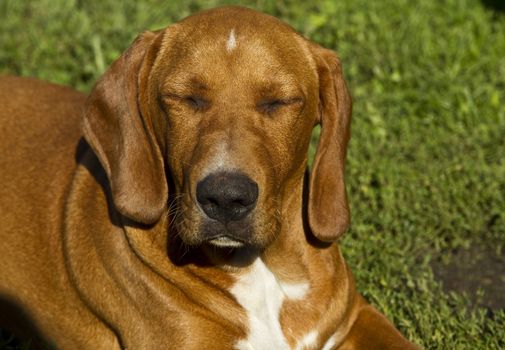 Dog sleeping on the meadow