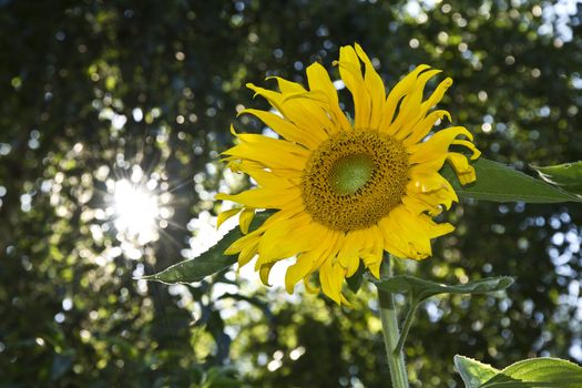 Sunflower growing on trees and sunlight background