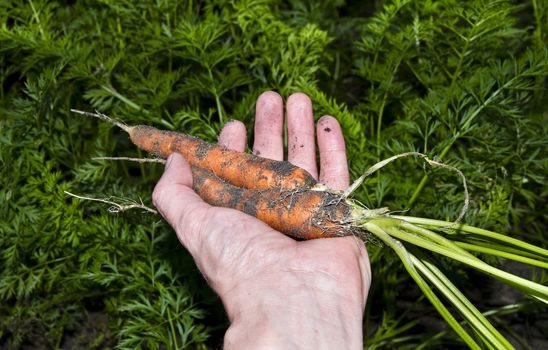 Fresh harvested carrots from the garden