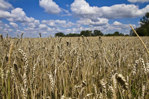 Field of wheat and claudy blue sky background