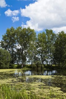 Trees and small lake in the park over claudy blue sky