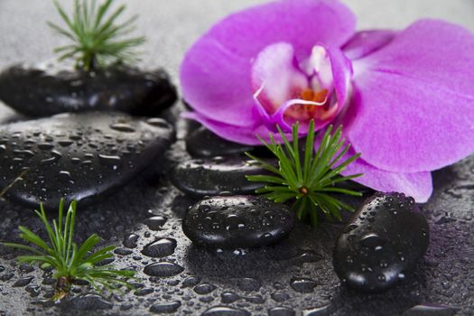 Black Spa Stones with larch leaves and Orchid