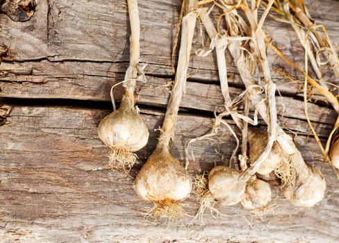 Close up of biological garlics on wooden surface