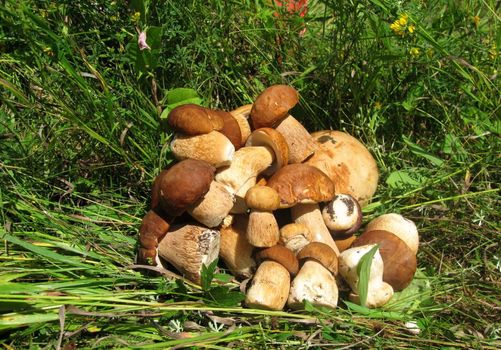 Autumn mushrooms