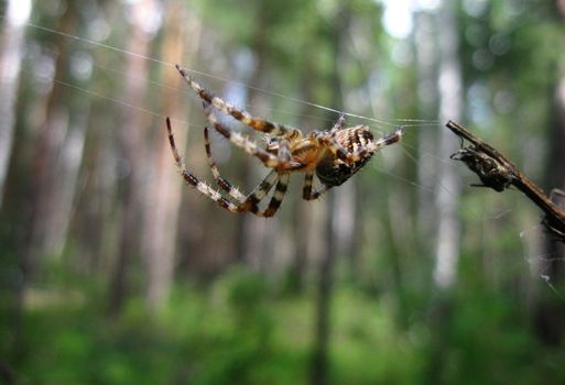 Forest spider on web