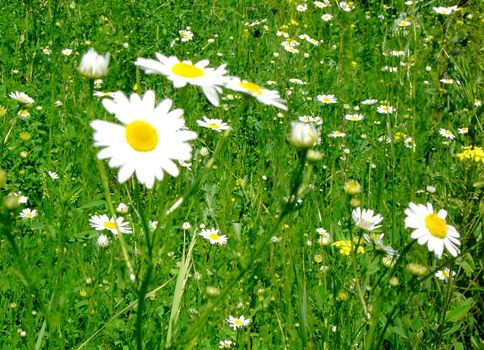 Summer chamomile meadow