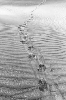 black and white marks on the sand as the background