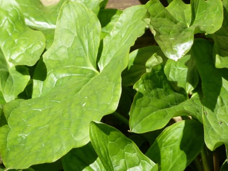 bright green leaves