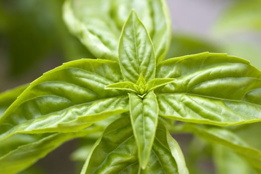 Little basil plant on ground