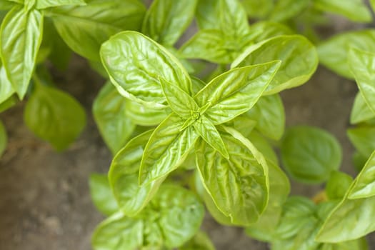 Little basil plant on ground