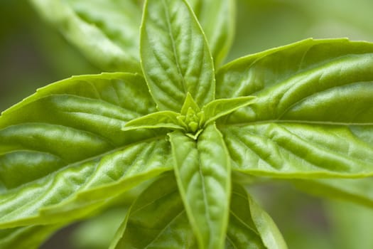 Little basil plant on ground